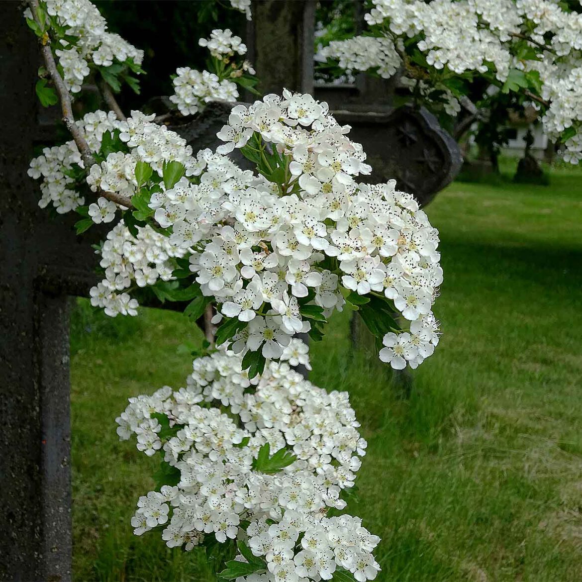 Weissdorn auf einem Friedhof in der Nähe von Hamburg bei Finkenwerder.