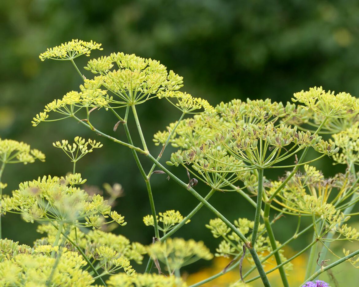 Fenchel