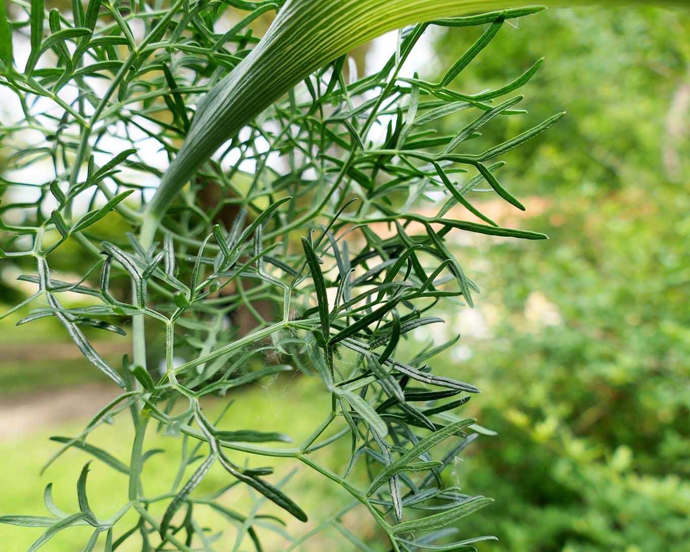 Fenchelblätter im botanischen Garten zu Turin.